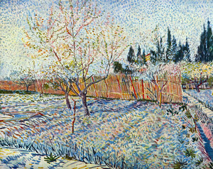 Orchard with cypress